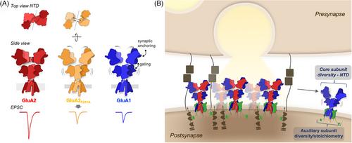 Tuning synaptic strength by regulation of AMPA glutamate receptor localization