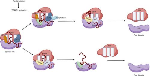 Ribosomal dormancy at the nexus of ribosome homeostasis and protein synthesis