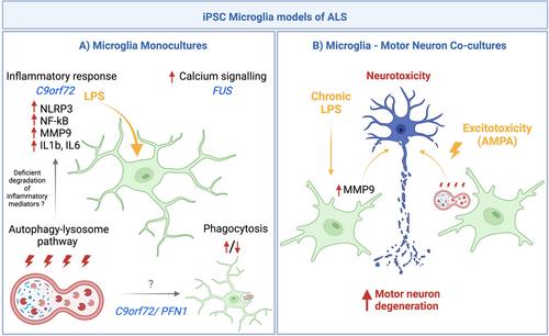 Recent insights from human induced pluripotent stem cell models into the role of microglia in amyotrophic lateral sclerosis