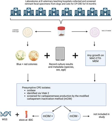 Prevalence and molecular epidemiology of carbapenemase-producing Enterobacterales isolated from dog and cat faeces submitted to veterinary laboratories in the USA