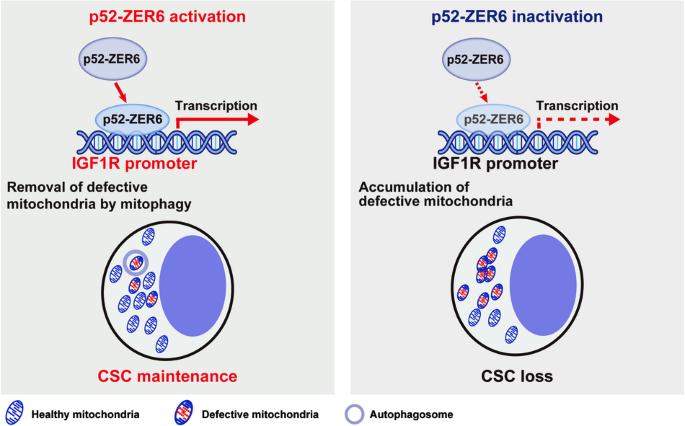 p52-ZER6/IGF1R axis maintains cancer stem cell population to promote cancer progression by enhancing pro-survival mitophagy