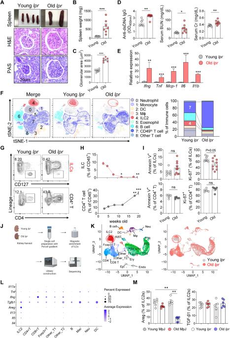 The protective roles of integrin α4β7 and Amphiregulin-expressing innate lymphoid cells in lupus nephritis