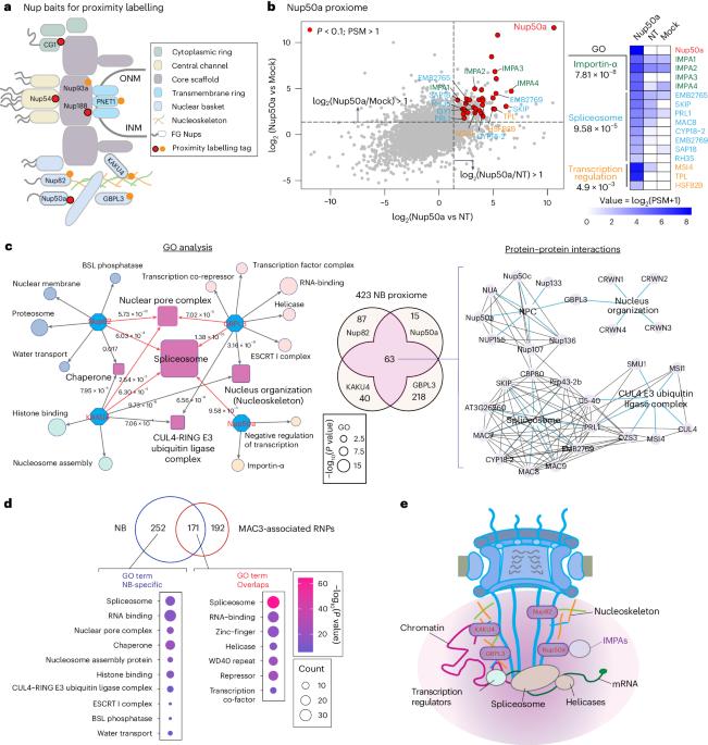 Proxiome assembly of the plant nuclear pore reveals an essential hub for gene expression regulation