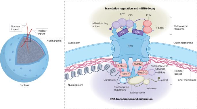 Nuclear pores beyond macromolecule channels