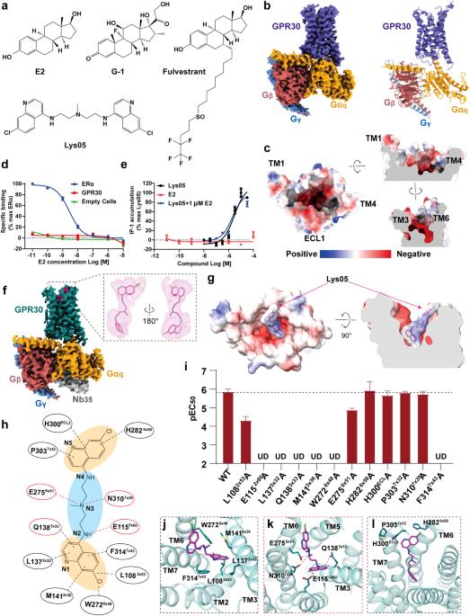 Structural and functional evidence that GPR30 is not a direct estrogen receptor