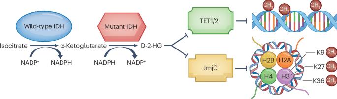 IDH inhibition in gliomas: from preclinical models to clinical trials