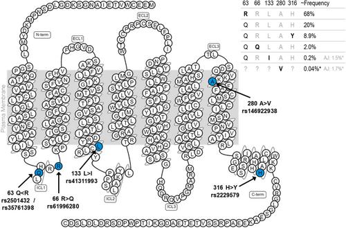 Single nucleotide polymorphisms in the cannabinoid CB2 receptor: Molecular pharmacology and disease associations