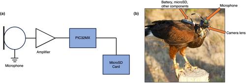 HawkEar: A bird-borne visual and acoustic platform for eavesdropping the behaviour of mobile animals