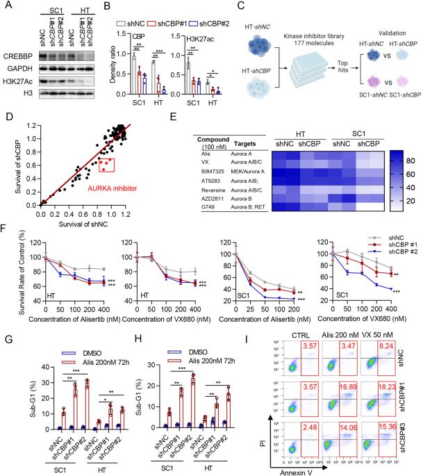 Targeting AURKA to induce synthetic lethality in CREBBP-deficient B-cell malignancies via attenuation of MYC expression