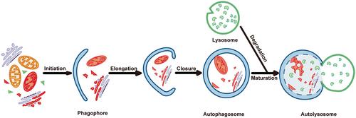 Unraveling the ultrastructure and dynamics of autophagic vesicles: Insights from advanced imaging techniques