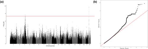 Identification of a novel QTL for lean meat percentage using imputed genotypes