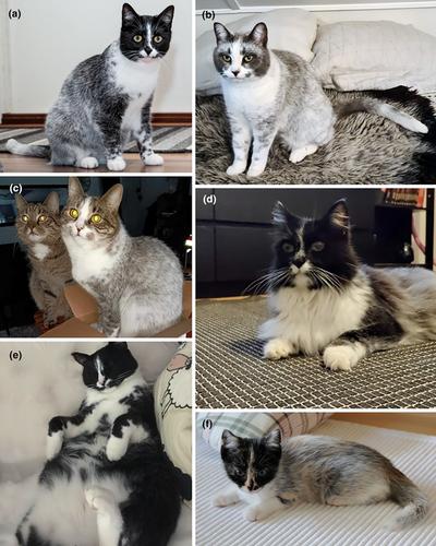 A new Finnish flavor of feline coat coloration, “salmiak,” is associated with a 95-kb deletion downstream of the KIT gene