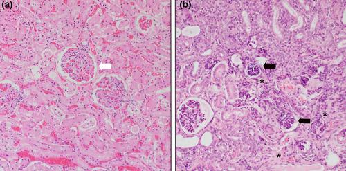 Renal dysplasia in Leonberger dogs – An emerging recessive congenital disorder?