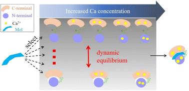 Mobility capillary electrophoresis–native mass spectrometry reveals the dynamic conformational equilibrium of calmodulin and its complexes†