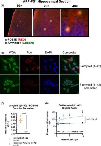 Beta-amyloid interacts with and activates the long-form phosphodiesterase PDE4D5 in neuronal cells to reduce cAMP availability