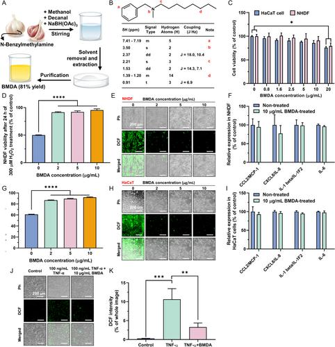 Evaluation of Anti-inflammatory Activity of Garlic Extracts in 3D Bioprinted Skin Equivalents