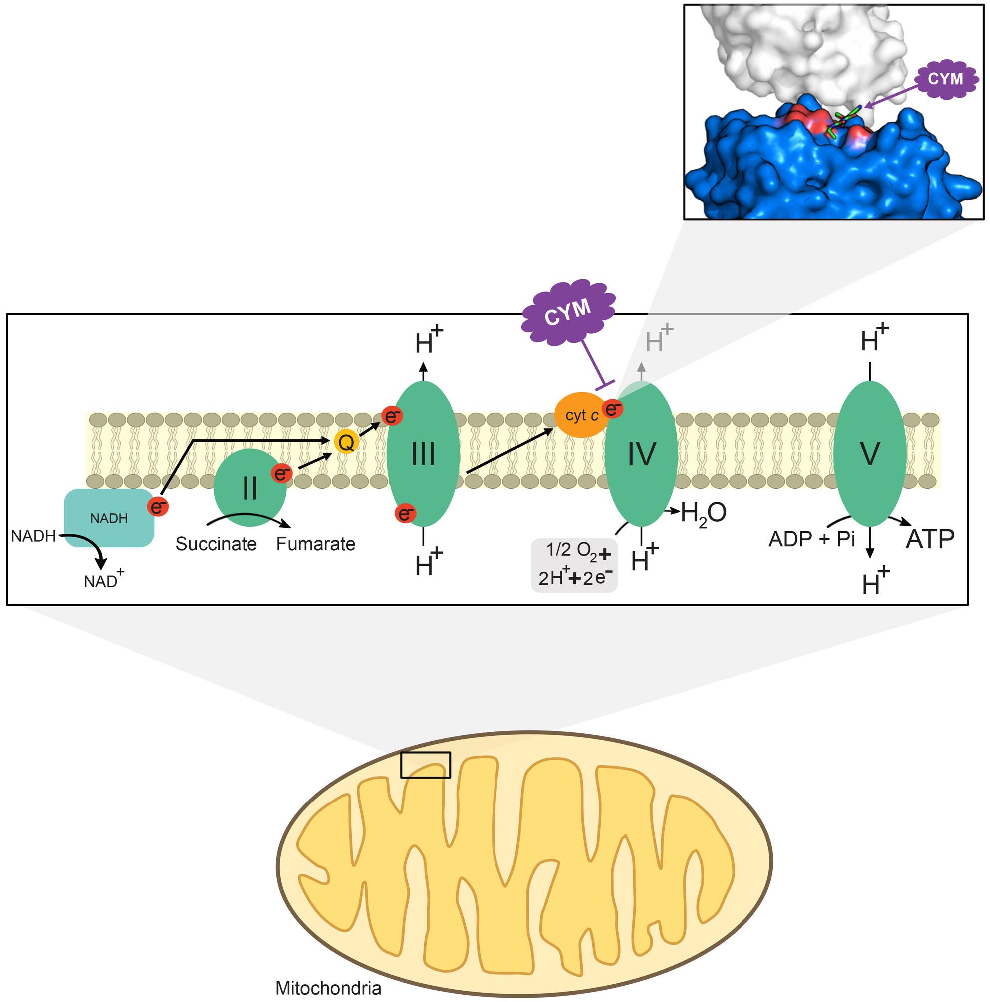 The fungicide cymoxanil impairs respiration in Saccharomyces cerevisiae via cytochrome c oxidase inhibition