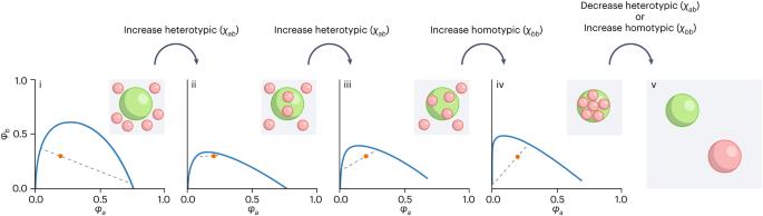 Rules of selective condensation in cells