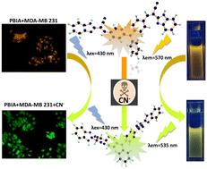 A triphenylamine scaffold for fluorogenic sensing of noxious cyanide via the ICT mechanism and its bioimaging application†