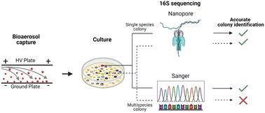 Application of nanopore sequencing for accurate identification of bioaerosol-derived bacterial colonies