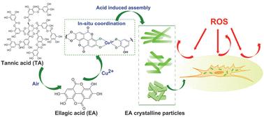 Green and shape-tunable synthesis of ellagic acid crystalline particles by tannic acid for neuroprotection against oxidative stress†