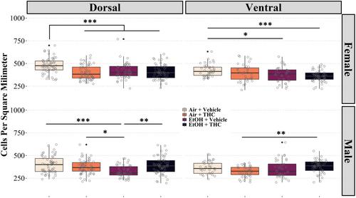 Prenatal ethanol and cannabis exposure have sex- and region-specific effects on somatostatin and neuropeptide Y interneurons in the rat hippocampus