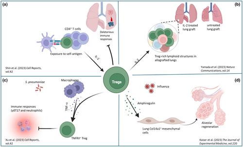 Highlight of 2023: Tregs in the lungs