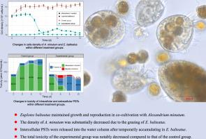 The ciliate Euplotes balteatus is resistant to Paralytic Shellfish Toxins from Alexandrium minutum (Dinophyceae)