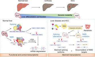 Caspases compromise SLU7 and UPF1 stability and NMD activity during hepatocarcinogenesis