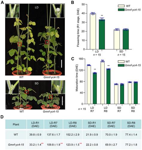 GmNF-YC4 delays soybean flowering and maturation by directly repressing GmFT2a and GmFT5a expression