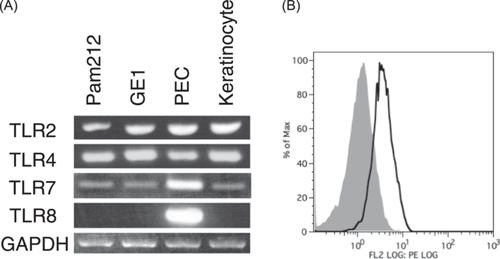 TLR4/7-mediated host-defense responses of gingival epithelial cells