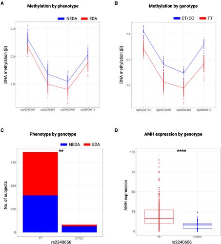 DNA Methylation in the Anti-Mullerian Hormone Gene and the Risk of Disease Activity in Multiple Sclerosis