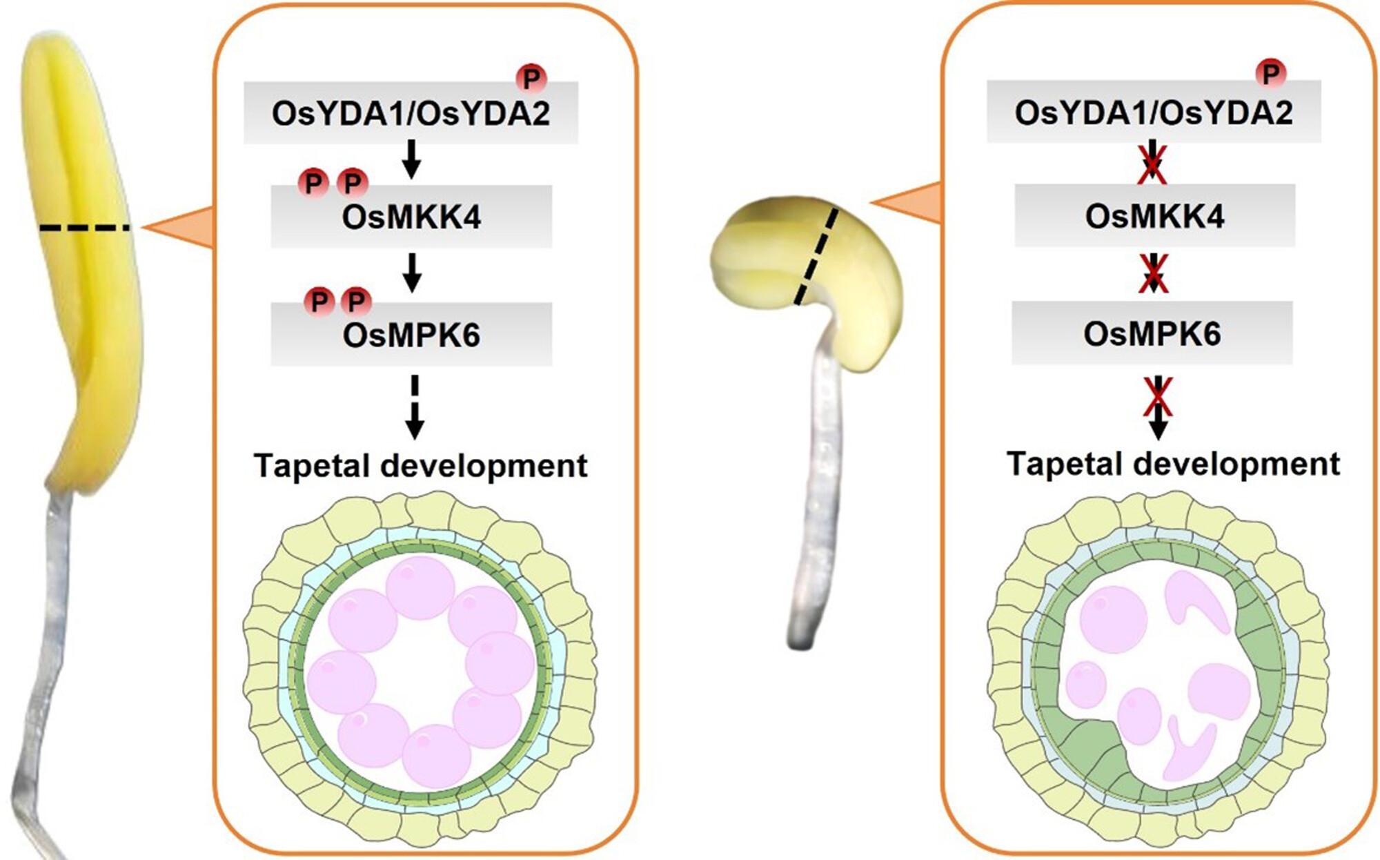 Sporophytic control of tapetal development and pollen fertility by a mitogen-activated protein kinase cascade in rice