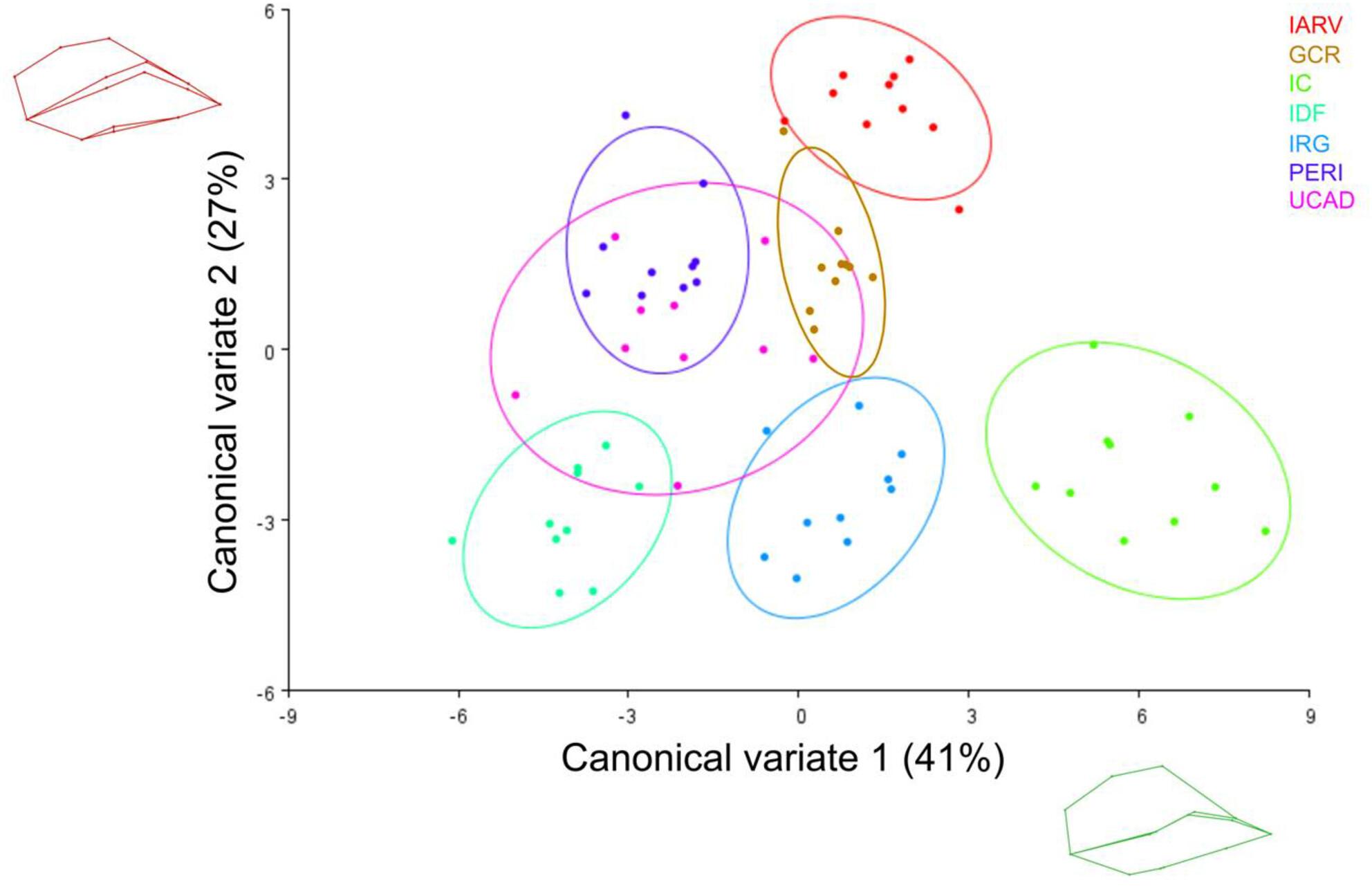 Dung beetle populations's morphology show evidence of isolation in southern Brazil islands