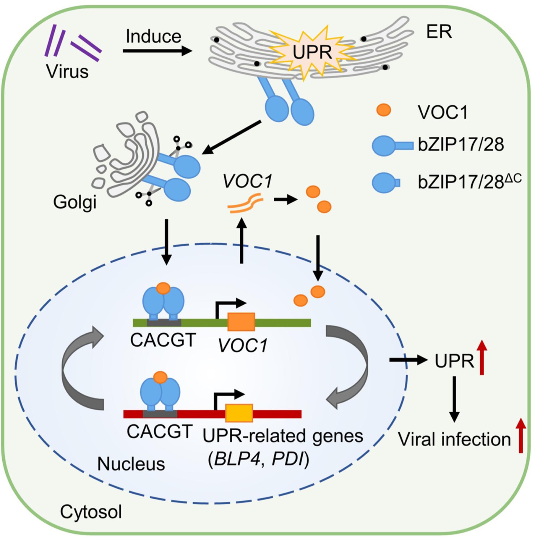 A vicinal oxygen chelate protein facilitates viral infection by triggering the unfolded protein response in Nicotiana benthamiana