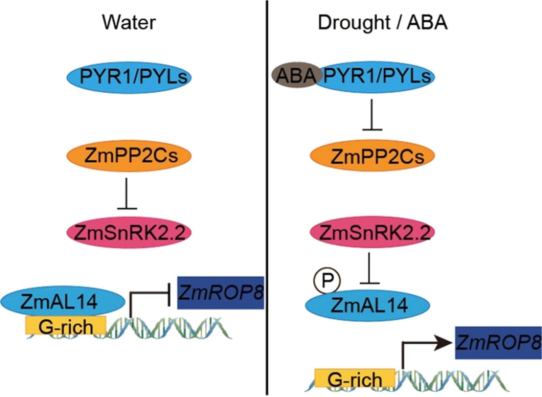 Phosphorylation of ZmAL14 by ZmSnRK2.2 regulates drought resistance through derepressing ZmROP8 expression