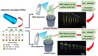 Assessment of the phytotoxicity of HNTs on two plants, Cynodon dactylon and Brassica rapa L†
