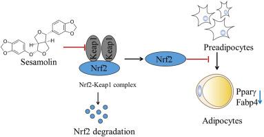 Sesamolin suppresses adipocyte differentiation through Keap1-dependent Nrf2 activation in adipocytes