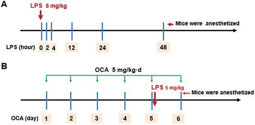 Obeticholic Acid Inhibit Mitochondria Dysfunction Via Regulating ERK1/2-DRP Pathway to Exert Protective Effect on Lipopolysaccharide-Induced Myocardial Injury