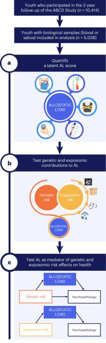 Exposomic and polygenic contributions to allostatic load in early adolescence