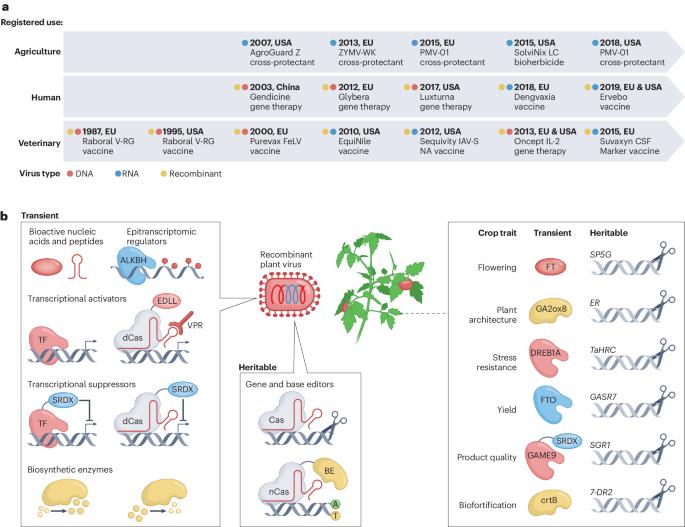 Engineering good viruses to improve crop performance