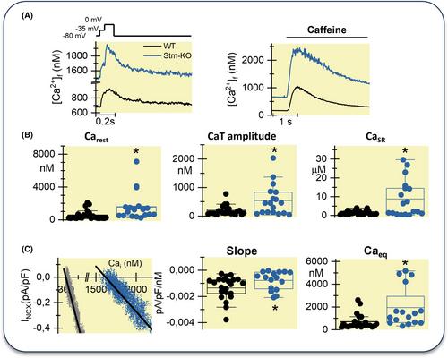 Striatin knock out induces a gain of function of INa and impaired Ca2+ handling in mESC-derived cardiomyocytes