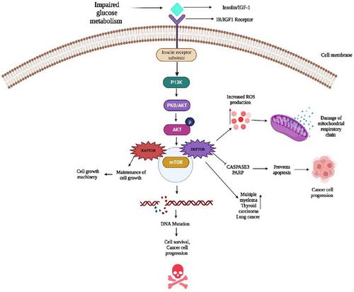 Feasible mechanisms and therapeutic potential of food probiotics to mitigate diabetes-associated cancers: A comprehensive review and in silico validation