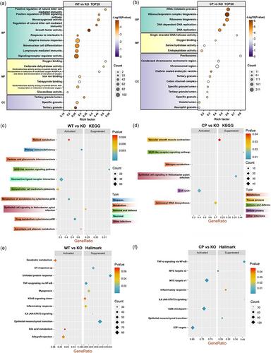 Multi-omics approaches reveal inflammatory response and intestinal damage mediated by sRNA SaaS during Salmonella invasion in mice