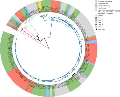 Prevotella copri—a potential next-generation probiotic