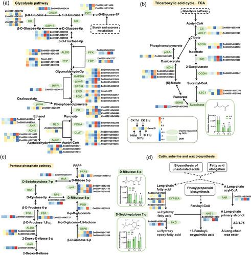 Integrated analysis of transcriptomic and metabolomic data reveals how slurry ice treatment affects sugar metabolism in sweet corn (Zea mays L. var saccharata) during cold storage