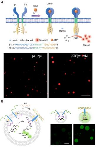 Artificial Molecular Systems for Complex Functions Based on DNA Nanotechnology and Cell-Sized Lipid Vesicles