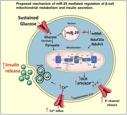 MicroRNA 29 modulates β-cell mitochondrial metabolism and insulin secretion via underlying miR-29-OXPHOS complex pathways