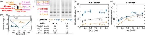 Slow Freeze-Thaw Cycles Enhanced Hybridization of Kilobase DNA with Long Complementary Sticky Ends