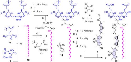 Fluorescent Membrane Probes Obey the Israelachvili Rules